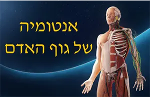 אנטומיה של גוף האדם