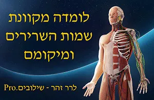 לומדה מקוונת בנושא שמות השרירים ומיקומם